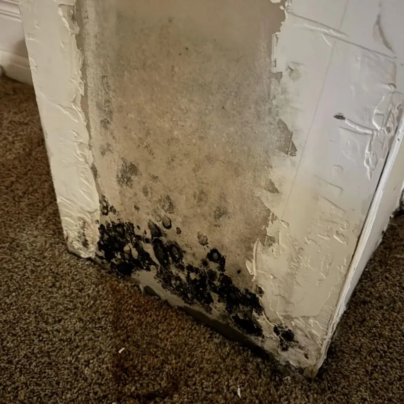 Professional Mold Removal in Smithfield, VA